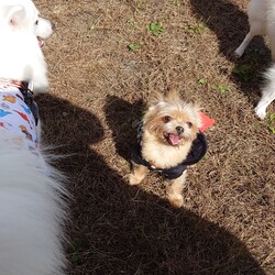 寄七つ星ドッグラン