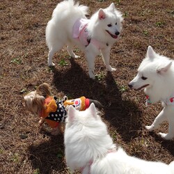 「寄七つ星ドッグラン」サムネイル2