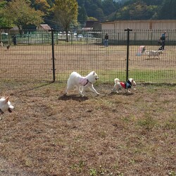 「寄七つ星ドッグラン」サムネイル3