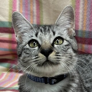 元気いっぱい、サバトラの男の子