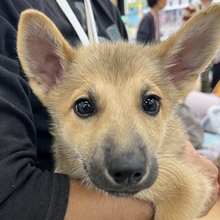 天真爛漫な生後3ヶ月の男の子