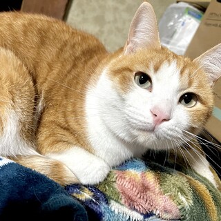 元気でヤンチャな茶白Mix♂