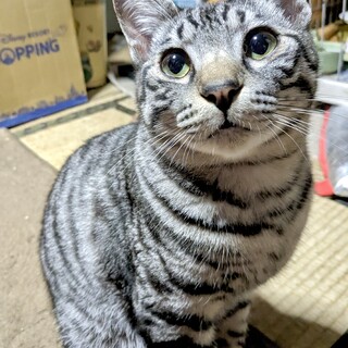 ご飯大好き！サバトラMix♂