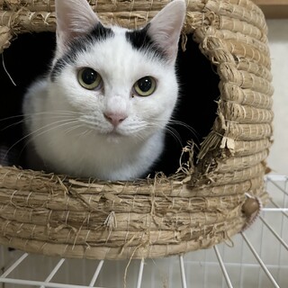 まゆげ猫さん、女の子