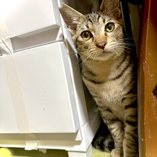 生後6ヶ月のキジ猫バロンくん