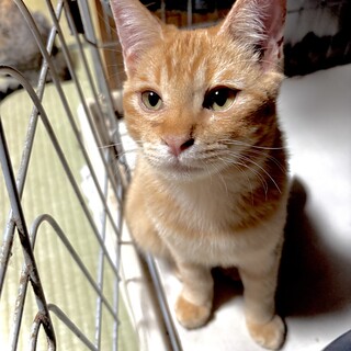 茶トラMix♂ジェリーくん