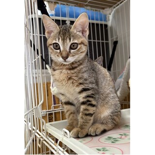 ムギちゃん　里親さん募集中