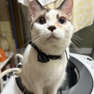 洋風Mix♂青い瞳のバニラくん