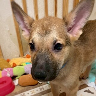 かわいい子犬　トムくん　3ヶ月