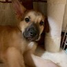 【相談中】かわいい子犬　トムくん　3ヶ月 サムネイル4