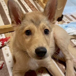 【相談中】かわいい子犬　JAMくん　3ヶ月