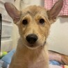 【相談中】かわいい子犬　JAMくん　3ヶ月 サムネイル3