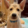 【相談中】かわいい子犬　JAMくん　3ヶ月 サムネイル4