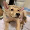 【相談中】かわいい子犬　JAMくん　3ヶ月 サムネイル5