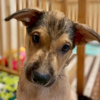 かわいい子犬　ゴムくん　3ヶ月