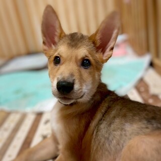 かわいい子犬　ボブくん　3ヶ月