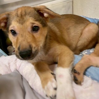 かわいい子犬　茶々ちゃん　3ヶ月