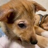 【相談中】かわいい子犬　茶々ちゃん　3ヶ月 サムネイル2