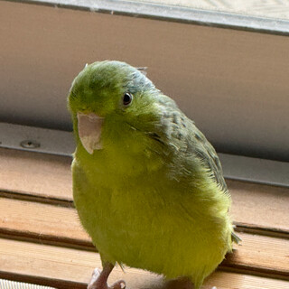 元気なマメルリハ 2歳