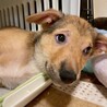 【相談中】かわいい子犬　茶々ちゃん　3ヶ月 サムネイル3