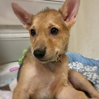 かわいい子犬　初(はつ)ちゃん　3ヶ月