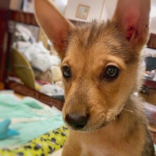 かわいい子犬　江(ごう)ちゃん　3ヶ月