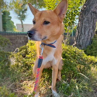 新しい家族を探します！　パエ太くん　1歳