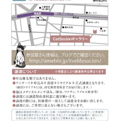 LiveLife譲渡会inキャットソシオンギャラリー サムネイル2