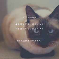 LiveLife譲渡会inキャットソシオンギャラリー サムネイル3