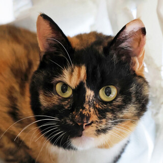 おばちゃまは見かけによらず甘えん坊☆サラちゃん