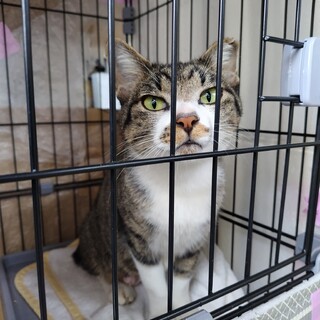 リリースされそうで困っています　懐っこいお母さん