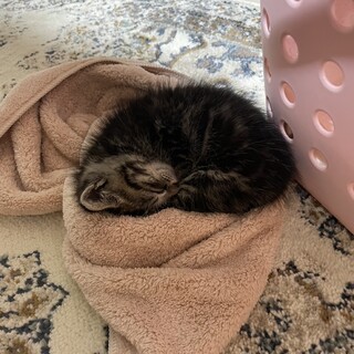 寂しがりやでヤンチャな子猫