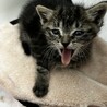 寂しがりやでヤンチャな子猫 サムネイル2