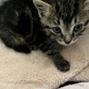 寂しがりやでヤンチャな子猫 サムネイル3