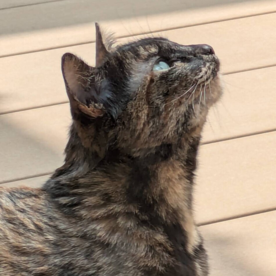 八重のカバー写真