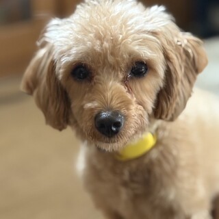 トイプードルミックスの男の子しめじ