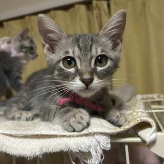 お口の白がキュートな子猫ちゃん