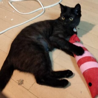 保護猫の里親を募集しています