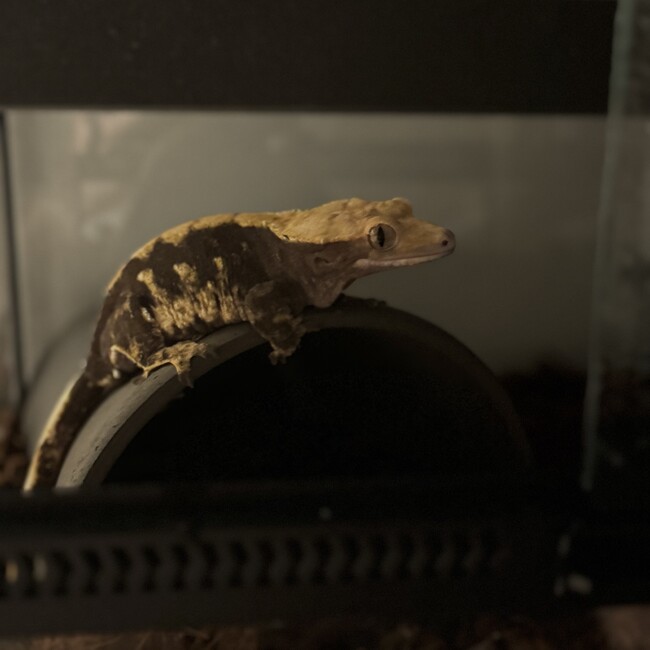 HN_yx56のカバー写真