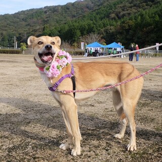 小さな半折れ耳と太眉毛風⭐︎ノエルくん⭐︎