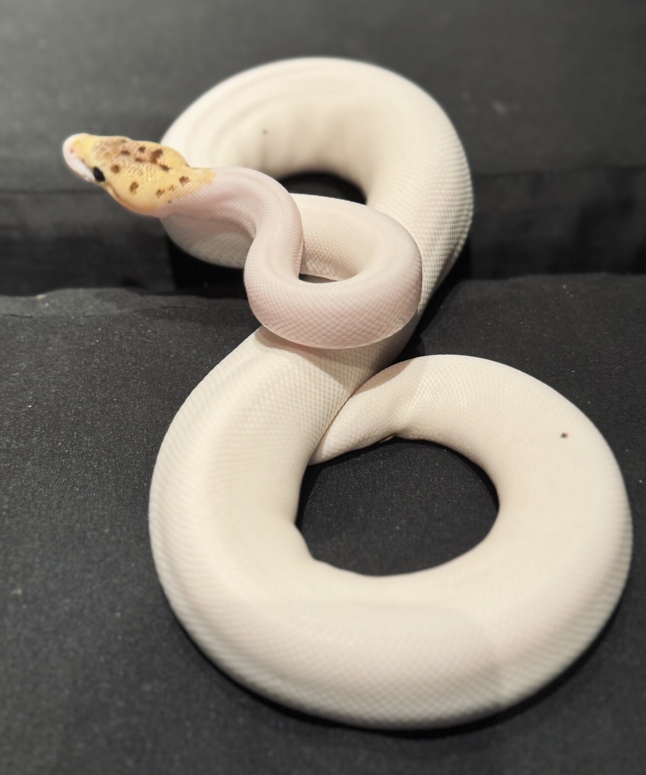 ボールパイソン バンブル」東京都 - 爬虫類・他の里親募集(529585