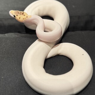 ボールパイソン　バンブルビーパイメス　 一歳