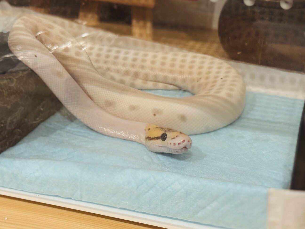 ボールパイソン バンブル」東京都 - 爬虫類・他の里親募集(529585