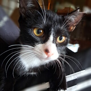 活発なハチワレちゃん