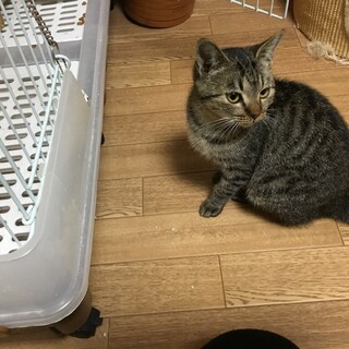 まんまるお顔　とても慣れた子です。