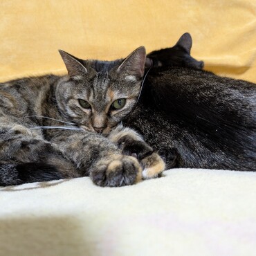 寒くなってきたせいか、ときどきこうして密着して、ときにはお互いにペロペロと毛づくろいしたり。冬は、なかよし猫姉妹。