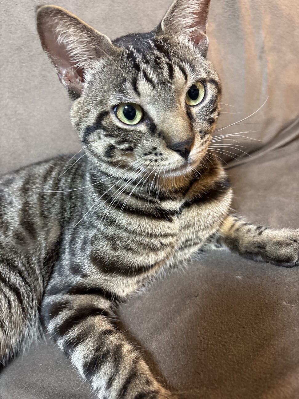 ✴️超特別価格【原画】『スゴロック居住区』犬　猫　動物画　パステル画　風景画 かなり人懐っこいわんぱく」静岡県 - 猫の里親募集(529589) 4枚目の