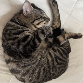 かなり人懐っこいわんぱくな男の子