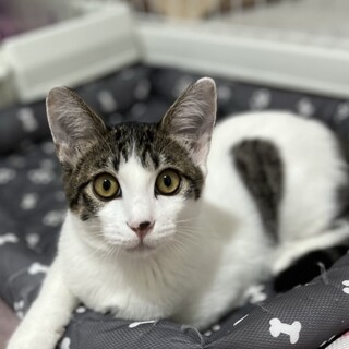 【11/16譲渡会参加】碧(あお)くん