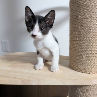 きりちゃん　癒されます